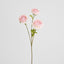 Ranunculus Pink 60cm
