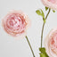Ranunculus Pink 60cm