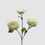 Ranunculus White 60cm (Set of 24)