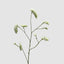 Rosemary White 92cm
