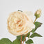 Cabbage Real Touch Rose Stem 49cm Blush