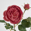 Cabbage Real Touch Rose Stem 49cm Rouge