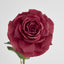 Stella Real Touch Rose Stem 50cm Dark Pink