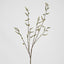 Stachyurus Leaf Spray