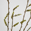 Stachyurus Leaf Spray