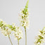 Salvia Nutans Sage Spray 84cm Cream - Pack of 12