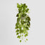 Potted Hanging Real Touch Scindapsus Bush 83cm