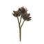 Agave succulent Stem 20cm Burgundy