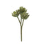 Agave succulent Stem 20cm Green