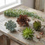 Succulent Large Burg (Set of 12)