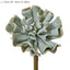 Wavy Succulent 20cm Grey