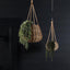 Staghorn Hanging 80cm