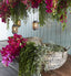 Staghorn Hanging 80cm