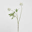 Scabiosa Spray 94cm