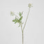 Scabiosa Spray 94cm