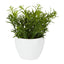 Sedum In Melamine Pot - Pack of 12