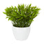 Pepper Plant Sarmentosum In Melamine Pot - Pack of 12