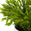 Pepper Plant Sarmentosum In Melamine Pot - Pack of 12