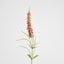 Veronica Speedwell Flower Stem 103cm Pink - Pack of 12