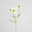 Black Eye Susan Stem 65cm White - Pack of 12