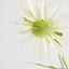 Black Eye Susan Stem 65cm White - Pack of 12