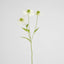 Black Eye Susan Stem 65cm White - Pack of 12