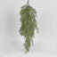 Springeri Hanging Bush