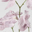 Jane Sweet Pea 60cm White & Purple - Pack of 12