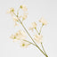 Jane Sweet Pea 60cm Off White - Pack of 12