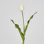 Soft Touch Tulip Stem White