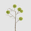 Thistle Globe Spray 80cm Green