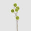 Thistle Globe Spray 80cm Green