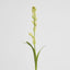 Tuberose Bud 80cm Cream & Green