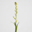 Tuberose Bud 80cm Cream & Green