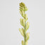 Tuberose Bud 80cm Cream & Green