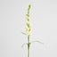 Tuberose Spray 80cm Cream