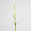 Tuberose Spray 80cm Cream