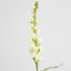 Tuberose Spray 80cm Cream