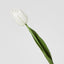 Liv Soft Touch Tulip White
45cm - Pack of 60