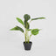 Bird of Paradise Real Touch 64cm