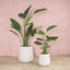 Artificial 150cm Bird of Paradise Faux Tree + Pot - House of Isabella AU