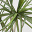 Yucca Tree Real Touch 125cm - House of Isabella AU