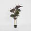 Rubber Tree Real Touch 1.45m