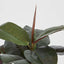 Rubber Tree Real Touch 1.45m