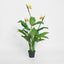 Bird of Paradise Tree 26 Lvs 3 Fl 1.5m - House of Isabella AU