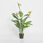 Bird of Paradise Tree 26 Lvs 3 Fl 1.5m - House of Isabella AU