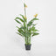 Bird of Paradise Tree 26 Lvs 3 Fl 1.5m - House of Isabella AU