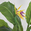 Bird of Paradise Tree 26 Lvs 3 Fl 1.5m - House of Isabella AU