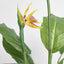 Bird of Paradise Tree 26 Lvs 3 Fl 1.5m - House of Isabella AU