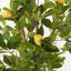 Lemon Tree Real Trunk 170cm